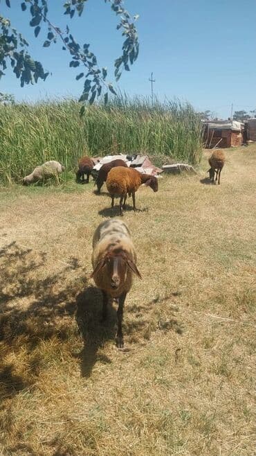 balasına sud verməyən qoyuna nə deyirlər: Məhsul: Qoyunlar (heyvandarlıq üçün) Təsvir: - Şəkillərdə təsərrüfat — 8