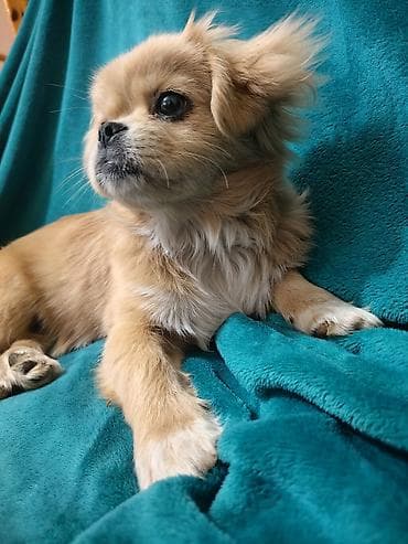 pişiyə verilən adlar: Pekines, 7 ay, Dişi, Peyvəndli — 2