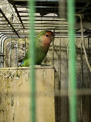 tutuquş: Şəkildə gördüyünüz papuqay satılır cavan quşdu təkdi deyə ucuz satıram — 2