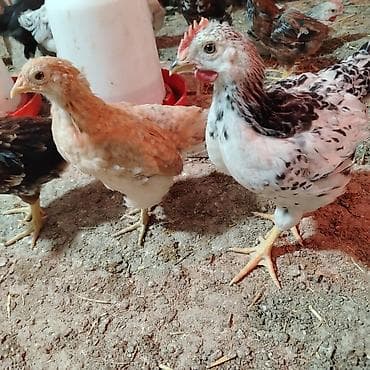 yetim quzular: Toyuq cücələri, Damazlıq, Ünvandan götürmə — 10