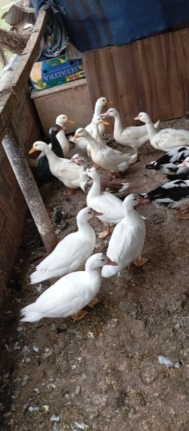 lal ördək balasi: Satılır kim istəsə zakaz edə bilər.Ünvan Biləsuvar — 6