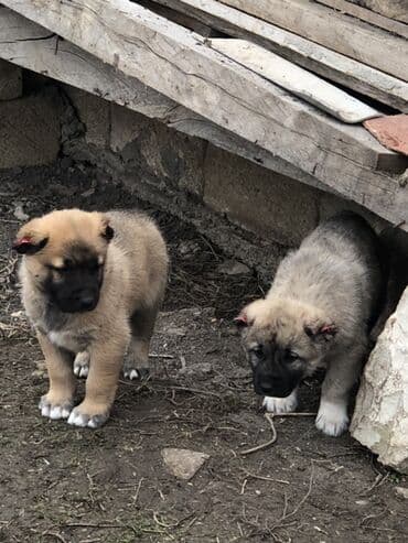 qafqaz çoban iti satilir: Qurdbasar, 1 ay, Erkek — 5