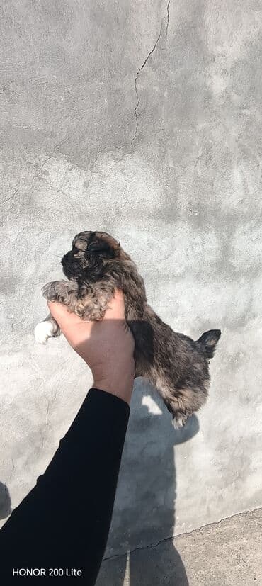 Pekines, 1 ay, Erkek, Ödənişli çatdırılma lalafo.az -da Pekines, 1 ay, Erkek, Ödənişli çatdırılma