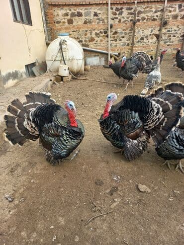 heyvan bazari inekler: Dişi, Ətlik, Ünvandan götürmə — 2