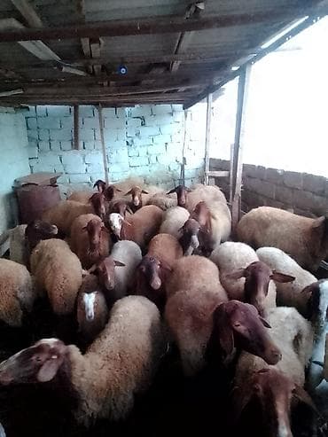kanqal satilir: 27 baş kom heyvan satılır istəyən olsa yazsın videosunu atım baxın — 1