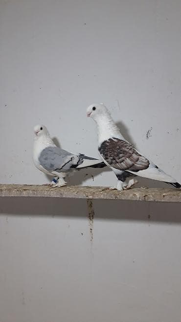 cex quşlar: Turk cinsleri hunkariler .3 cut bala veren yumurtaq quwlardi hal — 4