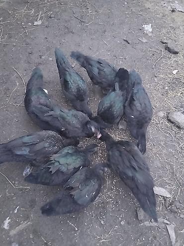 hamster satis: Zümrüdü lal ördəklər 10 dənədir . 25 manatdan kom satılır . 4 erkək 6 — 3