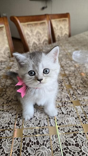 pişik qutusu: Şinşilla, Yaxşı əllərə, Ünvandan götürmə — 4
