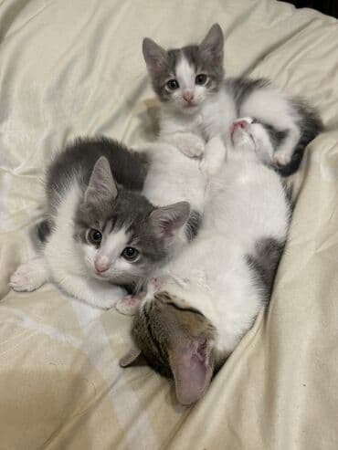 купить кота в баку: Самка, В добрые руки — 8