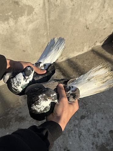 pavlin goyercin: Göyerçinler aq quyruqlar ekey maya esenlerdendi nikalayisqi cutu 35 m — 3