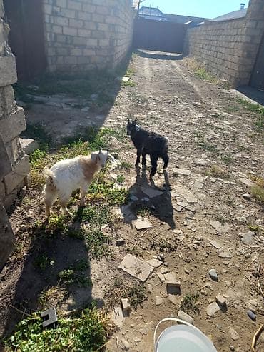 Keçilər, çəpişlər: Tam saqlam ekiz balali kecidi 3 ayliq balalardi Unvan Ceyranbatan Real — 3