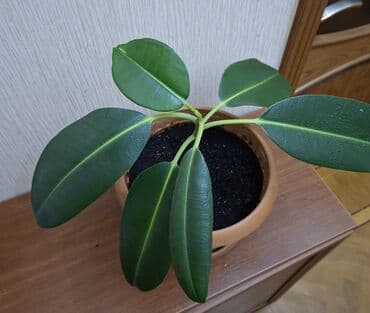 комнатные растения: Фикус каучуконосный или эластика Робуста (Ficus elastica Robusta) — 1
