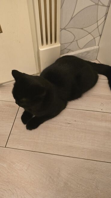 pişik qabı: Erkək — 1