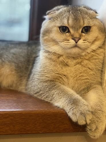 sotlant pisiyi: Şotland yastı qulaq, Erkək, Ünvandan götürmə — 5