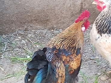 qoyun əti: Salam cavan, sağlam xoruzdu 11 ayliqdi banliyir, xoruz luq edir — 3