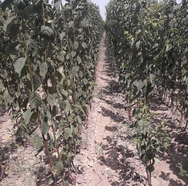 zeytun satışı: Alça qələmi "saglam tinglər saglam bagçiliqin təminatidir"🌱 yeni əkin — 4