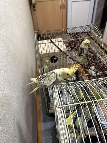 TAM SAĞLAM EV QUŞLARI (KORELLA) 2 AYLIQ BALALARDIR CİDDİ ALICILAR — 4