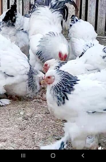 sumqayit toyuq: Toyuq, Brama, Damazlıq, Ödənişli çatdırılma — 3