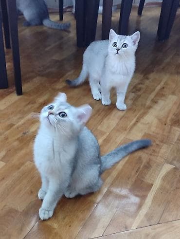 Şotland, Ünvandan götürmə