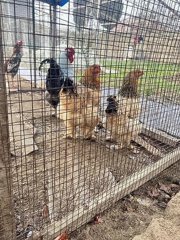 hind qusu satisi: Toyuq, Ətlik — 5