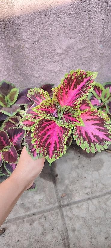 cut bitkisi: Məhsul: dekorativ saksı bitkiləri – Fuşya (Fuchsia) və Koleus (Coleus) — 9