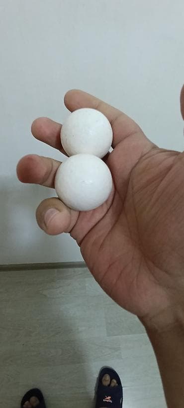 Məhsul: Ağ plastik toplar (2 ədəd) Təsvir: - Rəng: ağ - Forma: tam