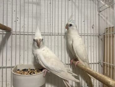 bugdanin qiymeti: Yanaqsiz erkey maya 3-4 ayliq balalardi,tam saglam,Qiymet — 3