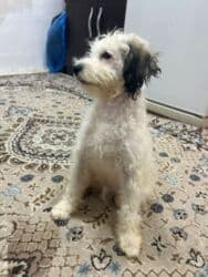 Pudel, 4 ay, Erkek, Peyvəndli, Ünvandan götürmə lalafo.az -da Pudel, 4 ay, Erkek, Peyvəndli, Ünvandan götürmə