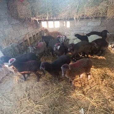 Salam hervaxdız xeyir saxlamlıq quzularm cxdı satqa isdiyen elaqe — 22