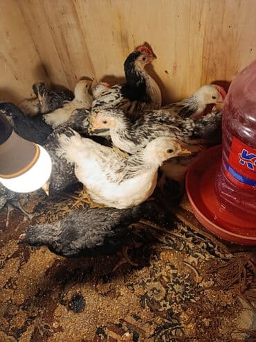 yerli cins inekler: Toyuq cücələri, Ətlik, Ünvandan götürmə — 6