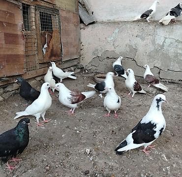 Quslar satilir cemi 14denedir tek tek satilmir kom satilir saglam lalafo.az -da Quslar satilir cemi 14denedir tek tek satilmir kom satilir saglam
