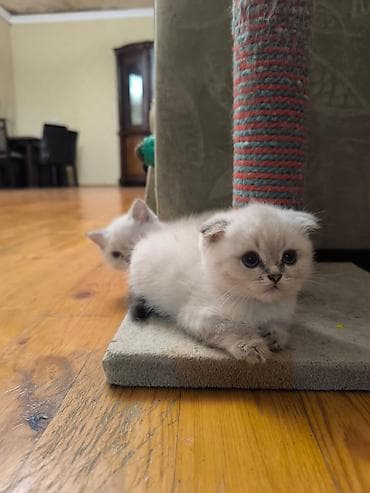 sotland pişik: Şotland — 2