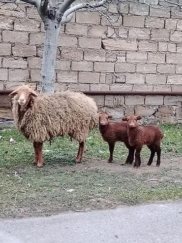 qoyunla: Birinci qarına doğub balaları dişidi heyvan şüvelandadi - Növ: Yerli — 5