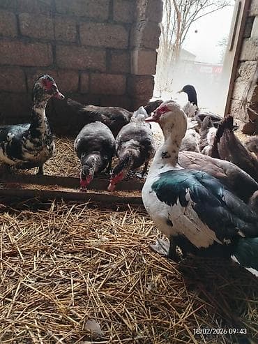 Erkək, | Lal ördək, Damazlıq