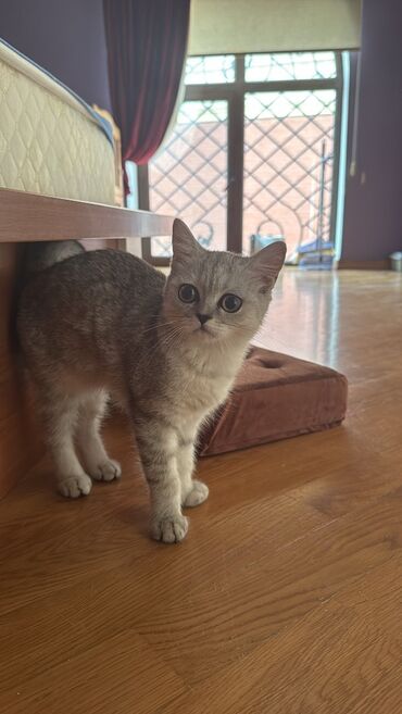 британская шиншилла: Шиншилла, Самка — 1