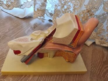 Anatomik Qulaq Maketi – kəsik görüntü - İnsan qulağının xarici, orta