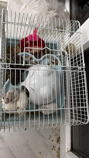 ucuz ev itleri: Salam Qəfəs qarisiq satılır 8 Ədəd Hamster var içərsində. Gelen ay — 2