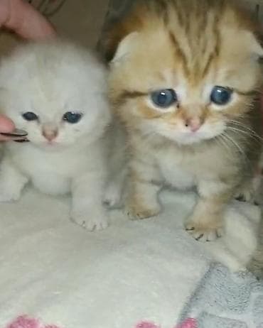 pişik: Şotland yastı qulaq — 9