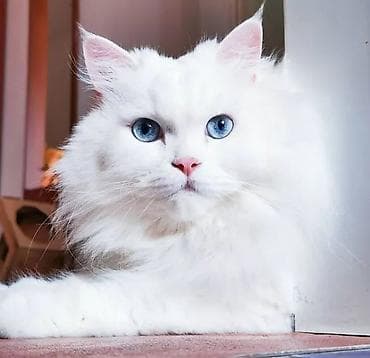 Van, Dişi, Yaxşı əllərə, Ödənişli çatdırılma