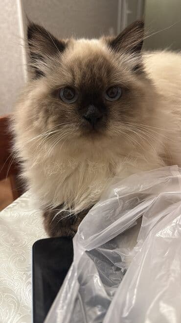 мейн кун купить в баку: Dişi, Ünvandan götürmə — 3