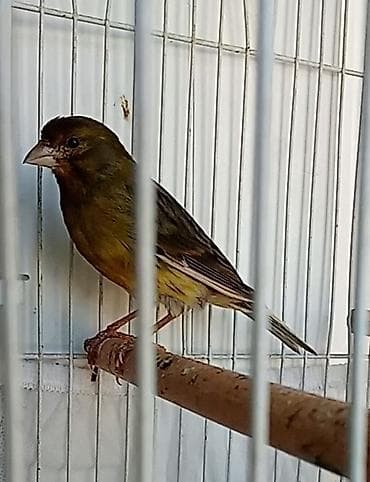 dekorativ quslar: 1 yaşında yaşıl erkək bülbül həle cütde olmayıb çox qızğın erkəkdi — 3