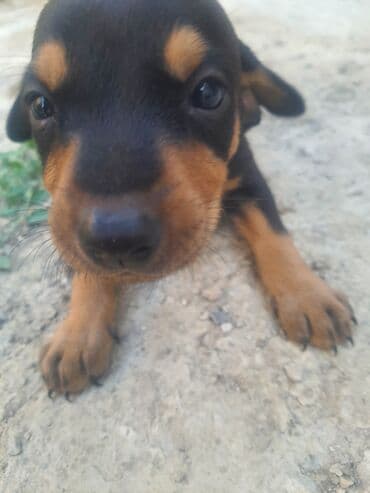 ingilis setteri it cinsinin adı: Doberman, 1 ay, Dişi, Ödənişli çatdırılma, Ünvandan götürmə — 1