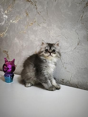heyvan: Şotland, Erkək, Ünvandan götürmə, Ödənişli çatdırılma — 1