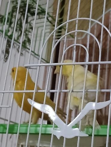 bülbül satışı: Cut bulbul satiram avsyanka sortudu super oxuyur cox gozeldi rengide — 3