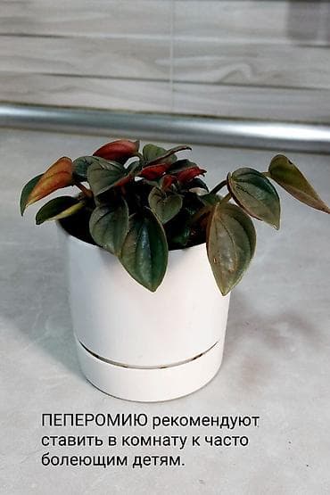 Qırmızı rəngli plastik qabda olan dekorativ Begoniya bitkisi. Bu bitki