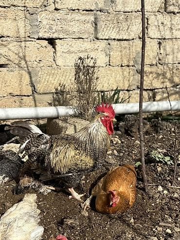 Keçilər, çəpişlər: Xoruz, il: 1, Ünvandan götürmə — 4