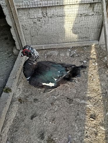 Xoruzlar: 1 İllik Erkəy lal ördəklər. Aktiv heyvanlardır. Ağlar Qaralar 40 — 4