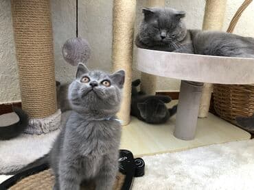 pişik şəkili: Şotland, Dişi, Erkək, Ünvandan götürmə — 35