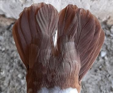 Göyərçinlər — 5