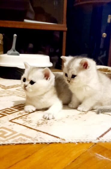 Akvariumlar: Şotland, Erkək, Dişi, Ünvandan götürmə — 2